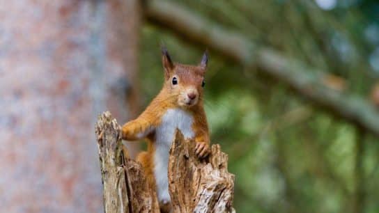 One in Six Species in the UK at Risk of Extinction, State of Nature Report Warns