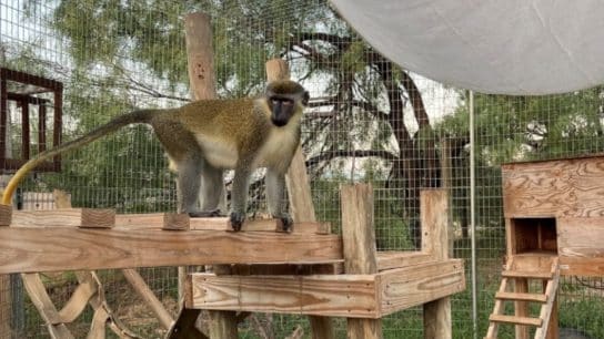 How a ‘Pet’ Monkey Inspired a Fight to End Trade in Primates in the US