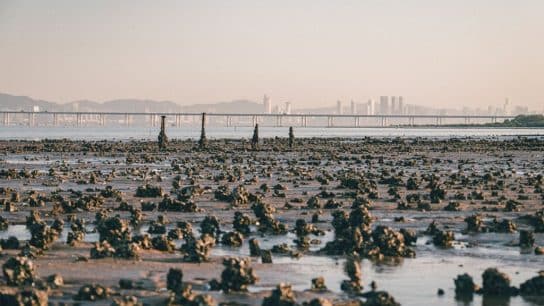 ‘The Oyster Odyssey’: A Journey to Restore Hong Kong’s Coastal Ecosystems 