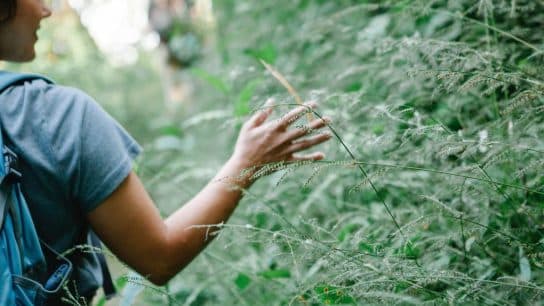 The Healing Power of Forest Bathing, Nature’s Remedy for Stress and Mental Well-Being