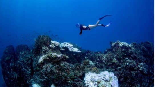 Exploring Costa Rica’s Trailblazing Efforts to Save Coral Reefs