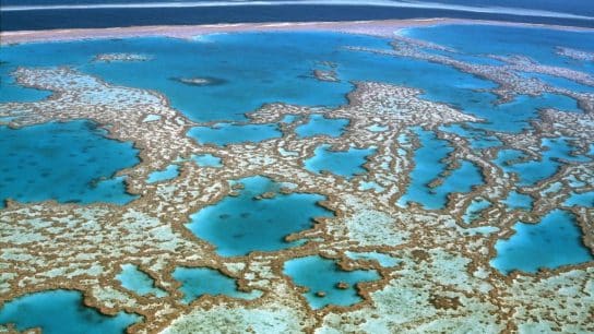 Global Coral Bleaching Event Now Largest on Record, NOAA Says