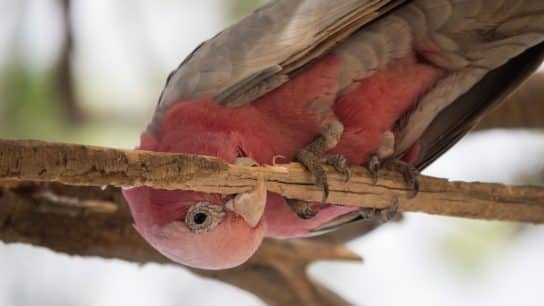 Australia Added Record Number of Wildlife to List of Threatened Species in 2023