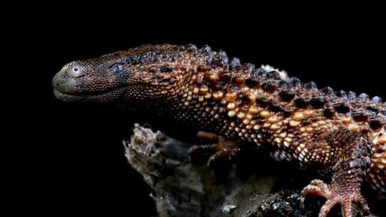 The Borneo Earless Monitor: Endangered Species Spotlight