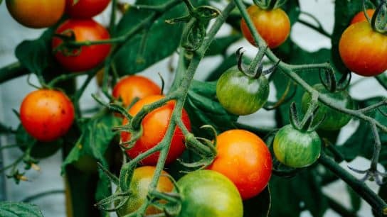 Garage Agriculture: The Art of Growing Food in Small Spaces