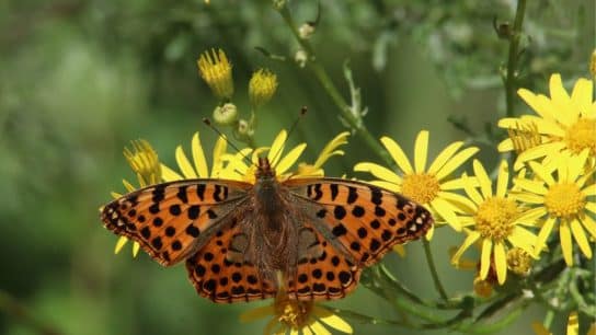 This World Nature Conservation Day, Everyone Should Become a Citizen Scientist. Here’s Why (And How).