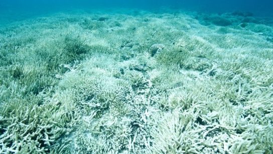 Drone Imagery Shows 97% of Corals Dead in Northern Great Barrier Reef