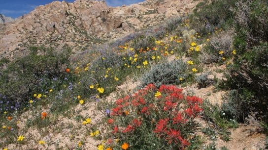 Borderlands of Wonder: How Ecotones Support Biodiversity and Resilience