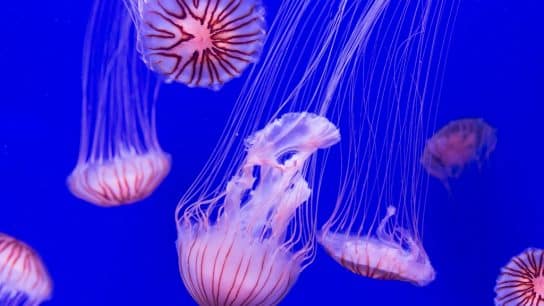 World Jellyfish Day 2024: Celebrating the Graceful Drifters of the Ocean