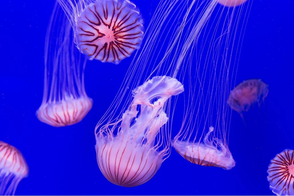 World Jellyfish Day 2024: Celebrating the Graceful Drifters of the Ocean