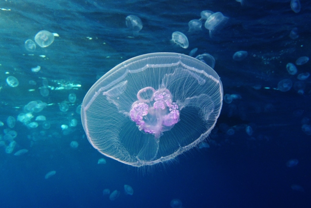 Moon jellyfish (Aurelia aurita) at Gota Sagher (Red Sea, Egypt)