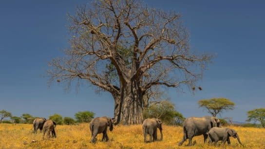 Nature and Culture at Risk: The Consequences of Deforestation in Africa