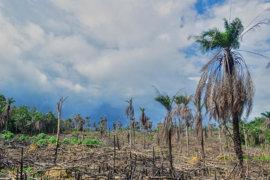 Deforestation in Sierra Leone