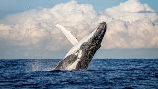 Whales: The Ocean’s Secret Weapon Against Climate Change