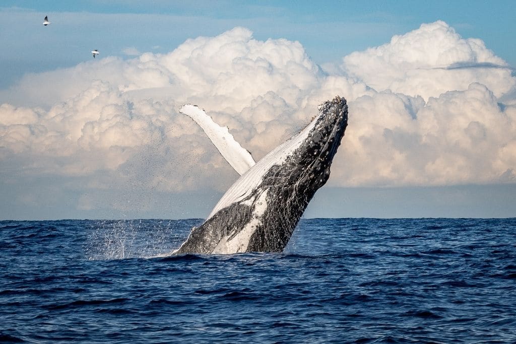 Whales: The Ocean’s Secret Weapon Against Climate Change