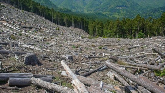 10 Deforestation Facts You Should Know About