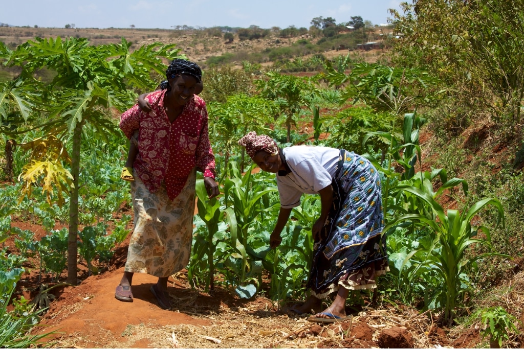 A 28-member farming group in Machakos, Kenya farms a 4-acre plot where they grow oranges, avocado, vegetables, maize; smallholder farmers