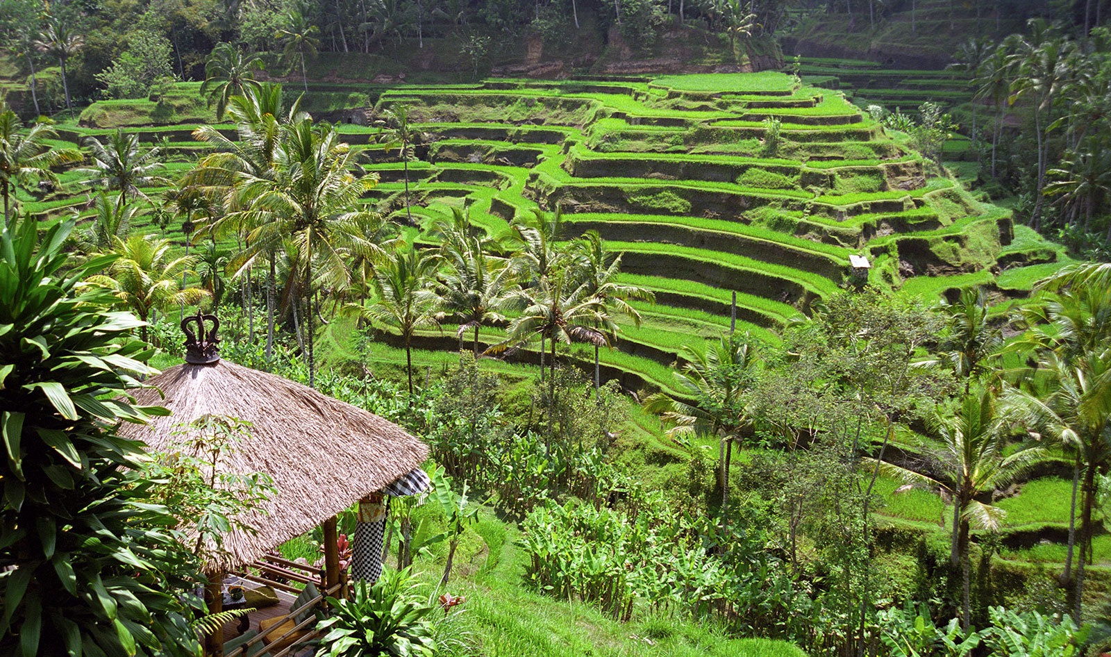 VegNews.Bali.Landscape.1600x946