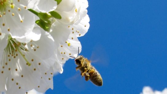 EU Pledges To Raise €20bn Annually for Biodiversity Strategy