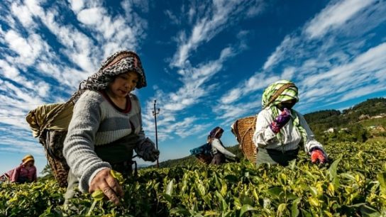 UN Chief Urges Action For Rebuilding More Resilient Food Systems