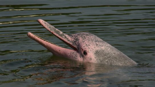 WWF Releases ‘Emergency Action Plan’ To Save Chinese White Dolphins