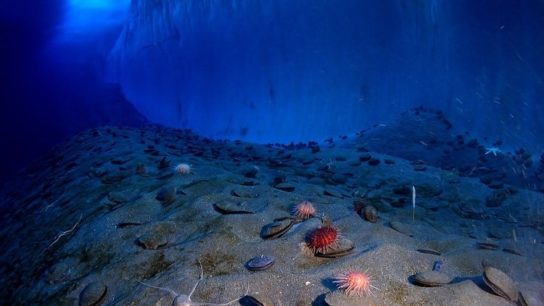 The First Active Leak of Sea-Bed Methane Has Been Discovered in Antarctica