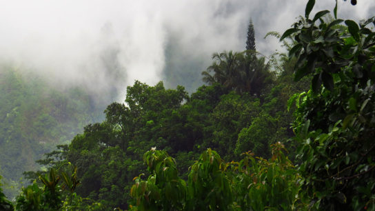 Tropical Forests Are Losing Their Ability to Store Carbon