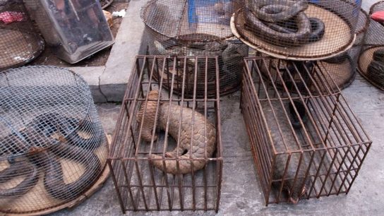 China Bans Wildlife Trade: Will it Work?