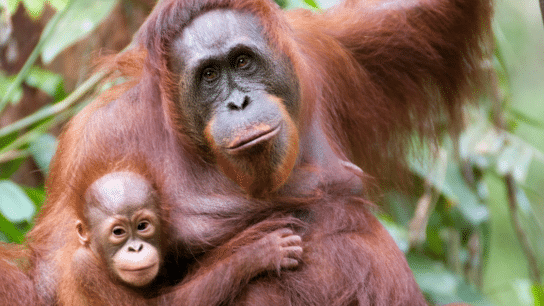 International Orangutan Day 2024: 11 Fun Facts Facts About Orangutans