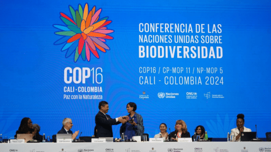 ‘A People’s COP’: UN Chief Urges COP16 Delegates to ‘Convert Words into Action’ to Save Dwindling Biodiversity