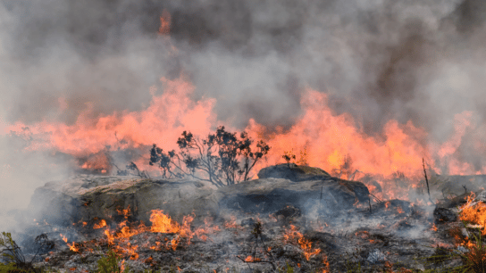 Deadly Wildfires in Chile Kill At Least 26 People As Challenging Weather Conditions Hamper Rescue Efforts