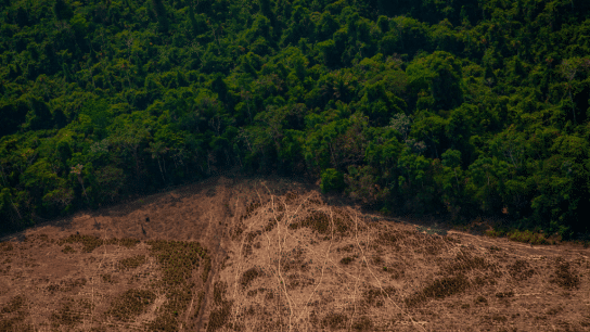 Up to 47% of Amazon Rainforest At Risk of Collapse by Mid-Century Due to ‘Unprecedented Stress’ From Global Warming and Deforestation